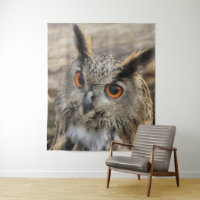 Cute eagle owl wildlife photography