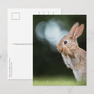 Cute Easter Bunny Photo Postcard