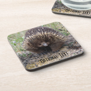 Cute Echidna from Australia Coaster