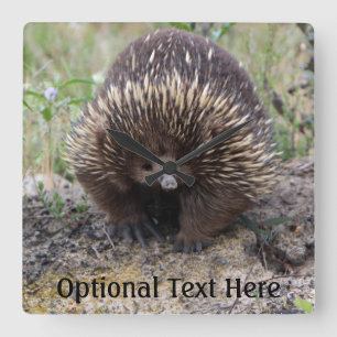 Cute Echidna from Australia Square Wall Clock