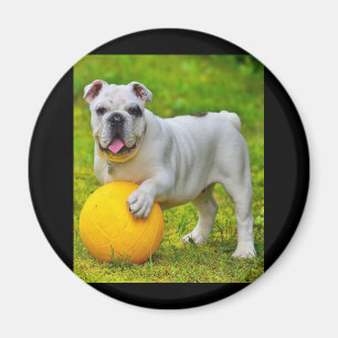 Cute English Bulldog Basketball Bulldog Lover Gift Magnet