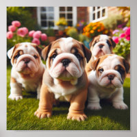 cute English Bulldog puppies