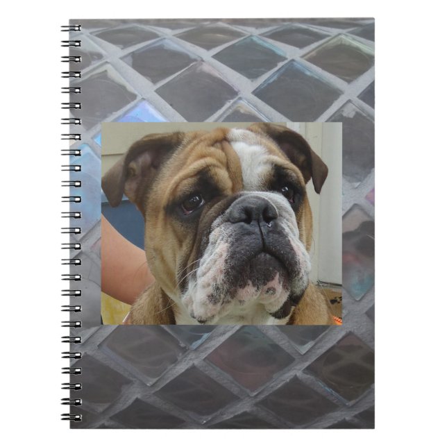 Cute English Bulldog Spiral School Notebook (Front)