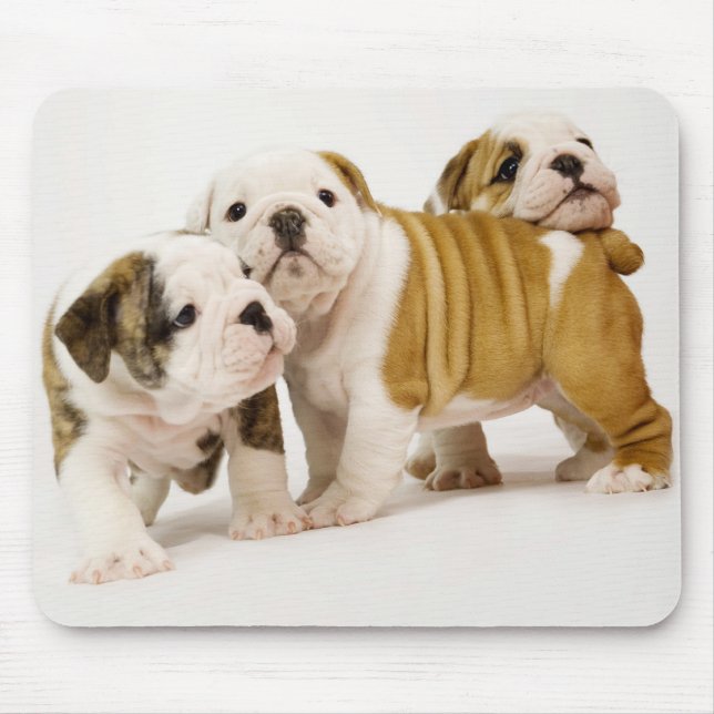 Cute  English Bulldogs Puppy Dogs Playing Mousepad (Front)