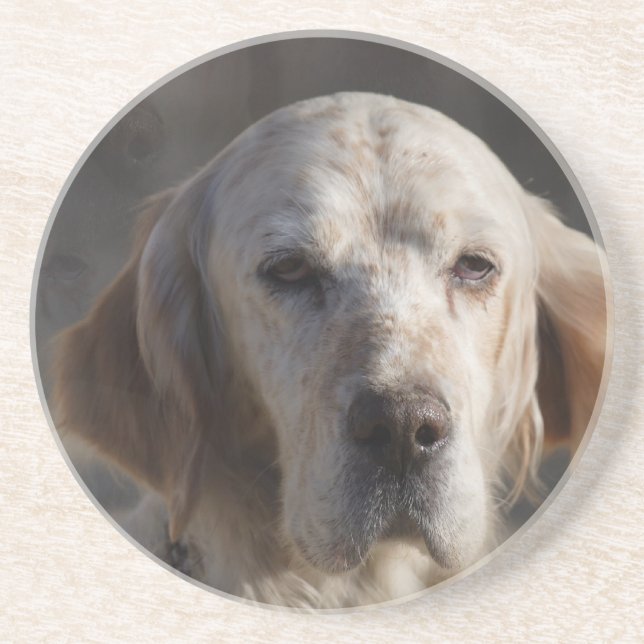 Cute English Setter Coaster (Front)