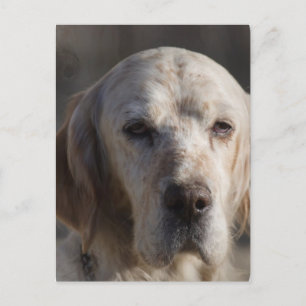 Cute English Setter Postcard