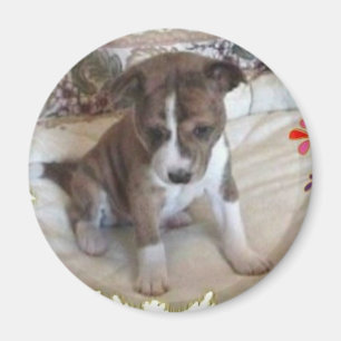 Cute Enough Basenji Pup Magnet
