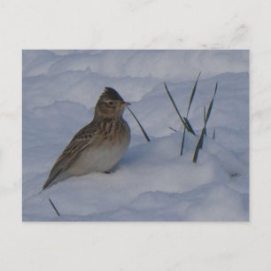 Cute Eurasian Skylark Bird in Snow DIY Postcard