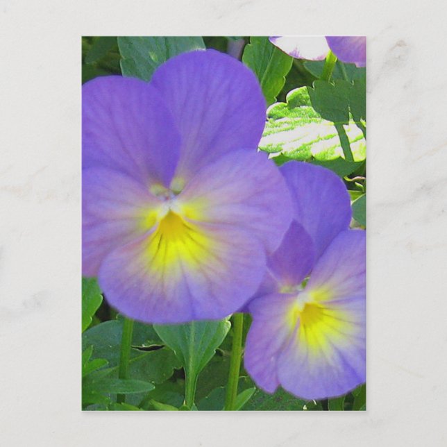 Cute Faced Pansy Postcard (Front)