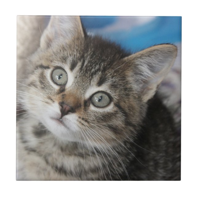 Cute Family Cat Photo Tile (Front)