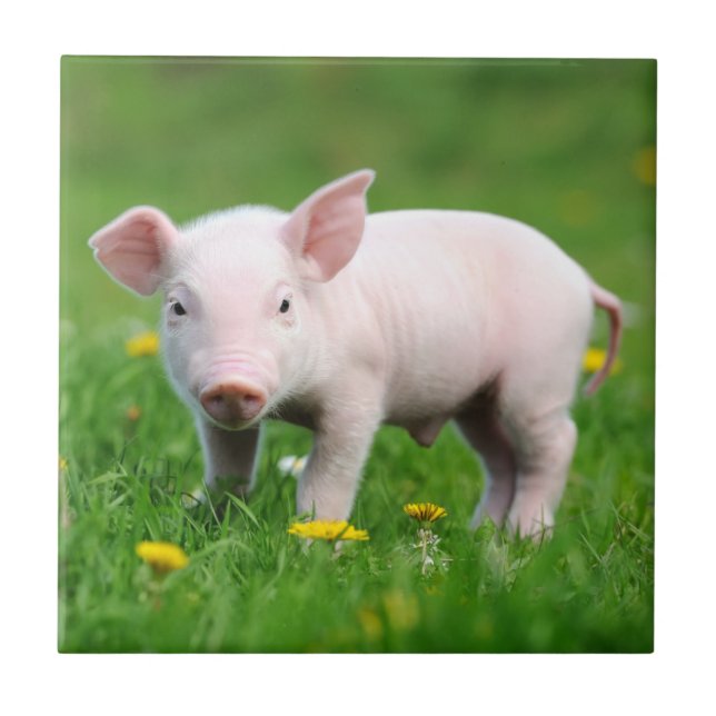 Cute Farm Living Barn Pink Piglet  Tile (Front)