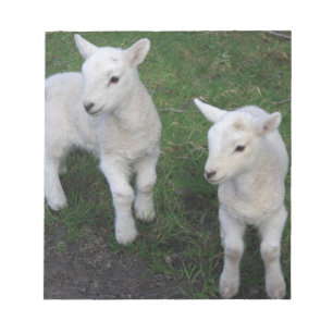 Cute Farm Ranch Baby Twins Sheep Lamb Notepad