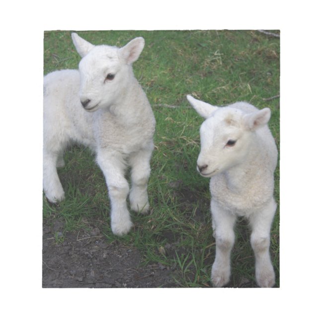 Cute Farm Ranch Baby Twins Sheep Lamb Notepad (Front)