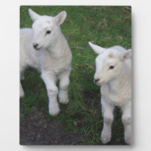 Cute Farm Ranch Baby Twins Sheep Lamb Plaque