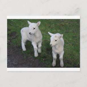 Cute Farm Ranch Baby Twins Sheep Lamb Postcard