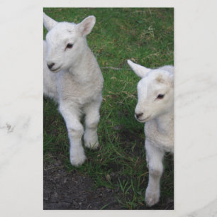 Cute Farm Ranch Baby Twins Sheep Lamb Stationery