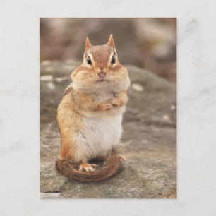 Cute Fat & Fluffy Chipmunk Postcard