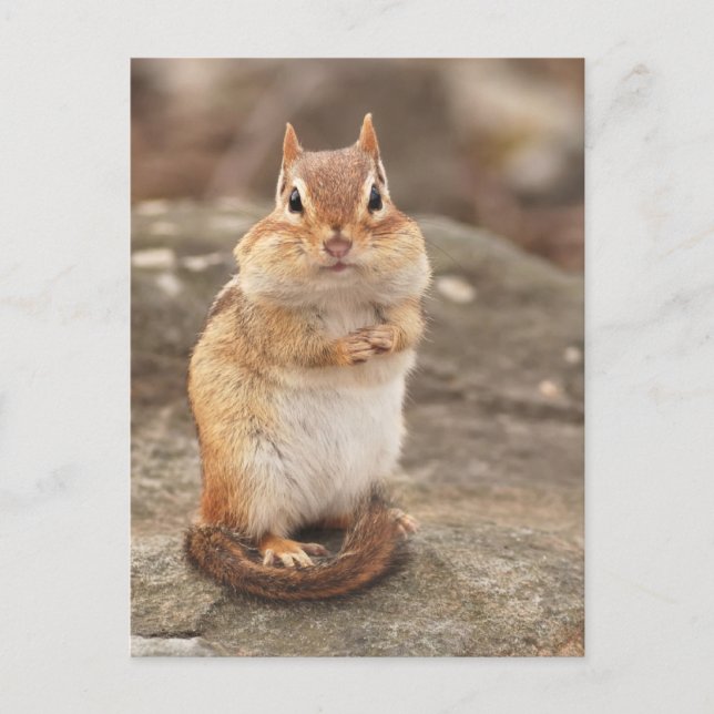 Cute Fat & Fluffy Chipmunk Postcard (Front)