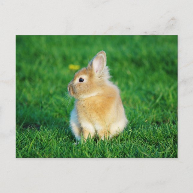 Cute Fawn Bunny Sitting in Grass Postcard (Front)