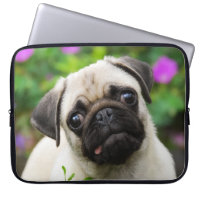 Cute Fawn Coloured Pug Puppy Dog Face Pet Photo