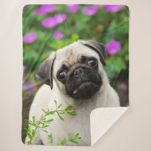 Cute Fawn Coloured Pug Puppy Dog Face Pet Photo -- Sherpa Blanket