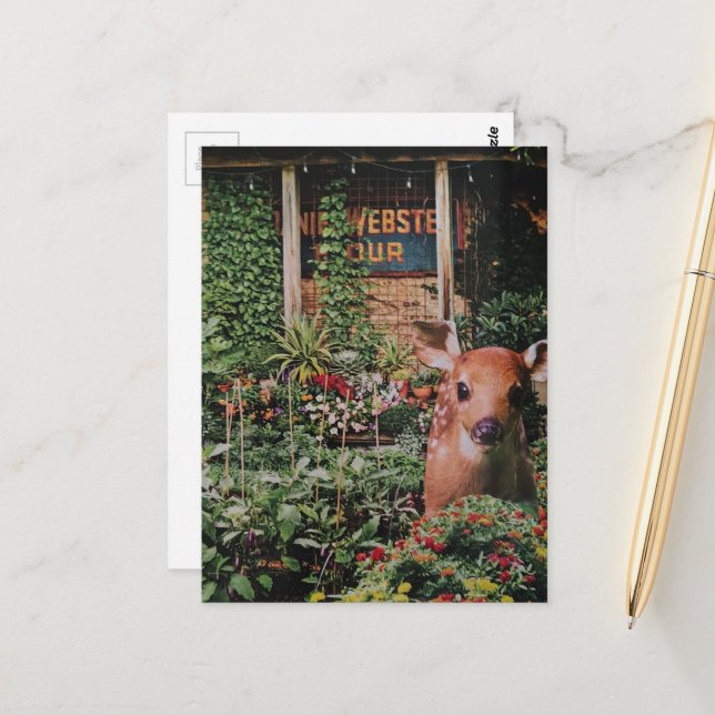 Cute Fawn in the Garden Collage Postcard (Front/Back In Situ)