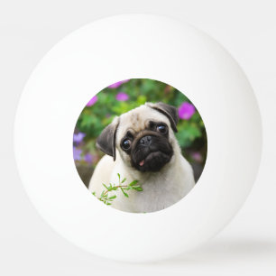 Cute fawn pug puppy ping pong ball