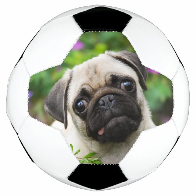 Cute fawn pug puppy soccer ball (Front)