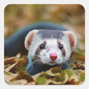 Cute Ferret Square Sticker
