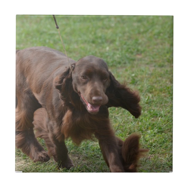 Cute Field Spaniel Tile (Front)