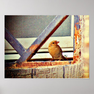 Cute Finch Poster