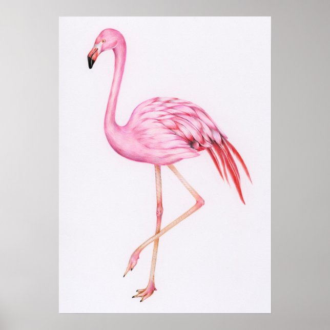 Cute Flamingo Drawing Poster (Front)