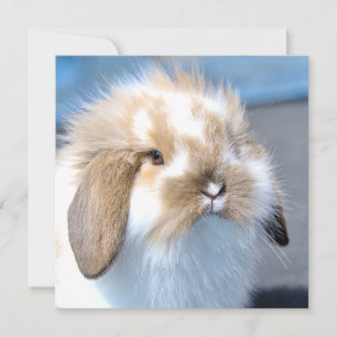Cute Flemish white and brown rabbit