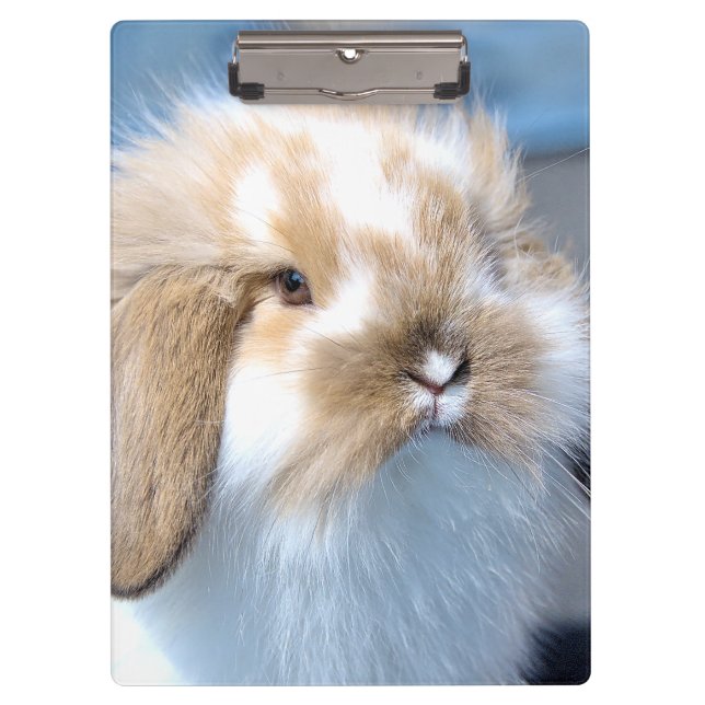 Cute Flemish white and brown rabbit   Clipboard (Front)