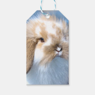 Cute Flemish white and brown rabbit     Gift Tags