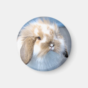 Cute Flemish white and brown rabbit Magnet