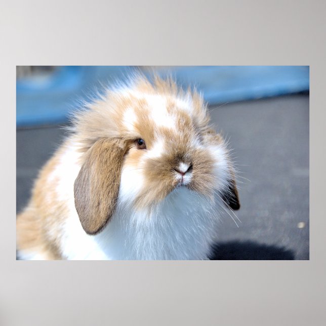Cute Flemish white and brown rabbit   Poster (Front)