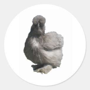 Cute Fluffy Blue Silkie Chicken Classic Round Sticker
