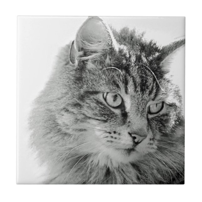 Cute Fluffy Cat Face Tile (Front)