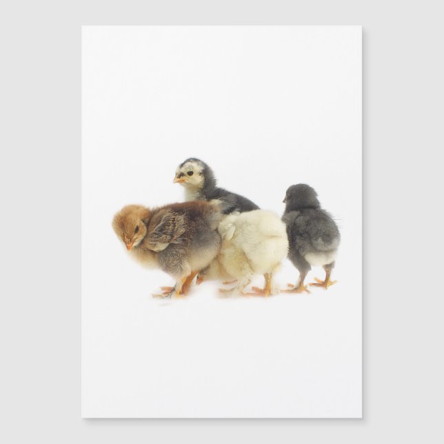 cute fluffy chicks (Front)