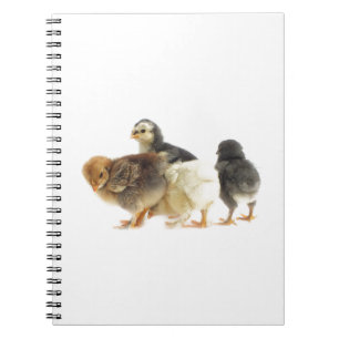 cute fluffy chicks spiral notebook