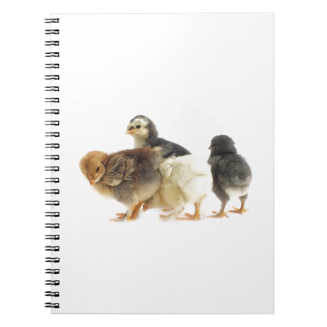 cute fluffy chicks spiral notebook (Front)