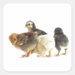 cute fluffy chicks square sticker