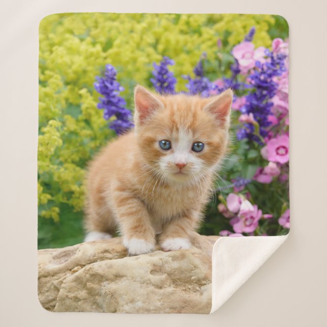 Cute Fluffy Ginger Baby Cat Kitten Flowers Pet '' Sherpa Blanket (Front)