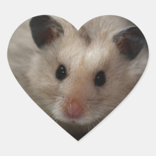 Long Haired Syrian Hamster Gifts On Zazzle Nz