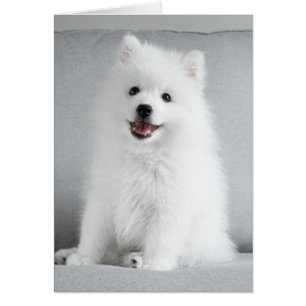 Cute Fluffy Japanese Spitz Puppy
