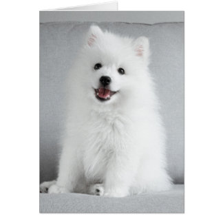 Cute Fluffy Japanese Spitz Puppy