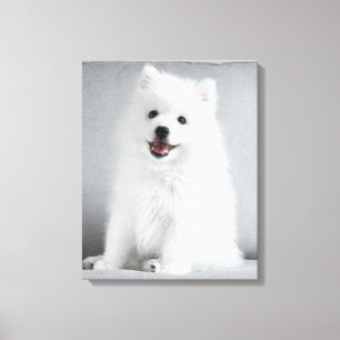 Cute Fluffy Japanese Spitz Puppy Canvas Print
