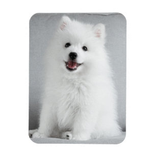 Cute Fluffy Japanese Spitz Puppy Magnet