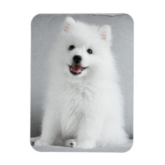 Cute Fluffy Japanese Spitz Puppy Magnet
